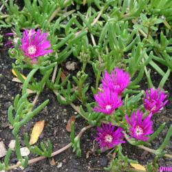 Delosperma cooperi (Cooper’s ice plant), petaled flowers with stamens, leaves, ground cover