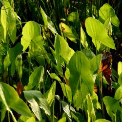 Sagittaria latifolia (common arrowhead), plants, leaves