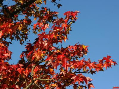 Liquidambar styraciflua ‘Palo Alto’ (Palo Alto sweet-gum), branches, leaves, fall color