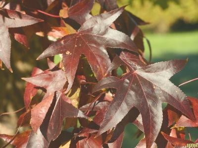 Liquidambar styraciflua L. (sweet-gum), leaves, fall coor