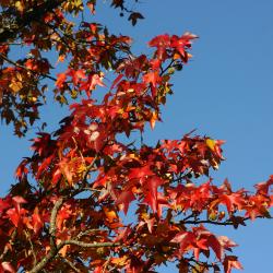 Liquidambar styraciflua ‘Palo Alto’ (Palo Alto sweet-gum), branches, leaves, fall color