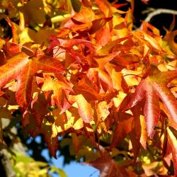 Liquidambar styraciflua L. (sweet-gum), leaves, red and yellow fall color