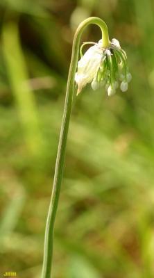 Allium cernuum Roth. (nodding wild onion), flower, stem