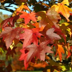 Liquidambar styraciflua ‘Palo Alto’ (Palo Alto sweet-gum), leaves, fall color