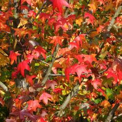 Liquidambar styraciflua ‘Moraine’ (Moraine sweet-gum), leaves, branches, fall color