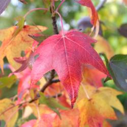 Liquidambar styraciflua ‘Moraine’ (Moraine sweet-gum), leaves, fall color 