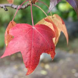 Liquidambar styraciflua ‘Moraine’ (Moraine sweet-gum), leaves, fall color