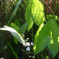 Sagittaria latifolia (common arrowhead), leaves with flowers, water in background