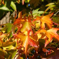 Liquidambar styraciflua (sweet-gum), leaves, fall color