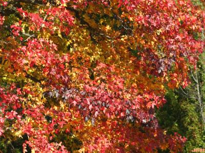 Liquidambar styraciflua (sweet-gum), branches, leaves, fall color