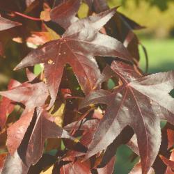 Liquidambar styraciflua L. (sweet-gum), leaves, fall coor