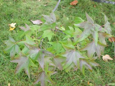 Liquidambar styraciflua (sweet-gum), branch with leaves