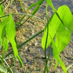 Sagittaria latifolia (common arrowhead), leaves, water in background