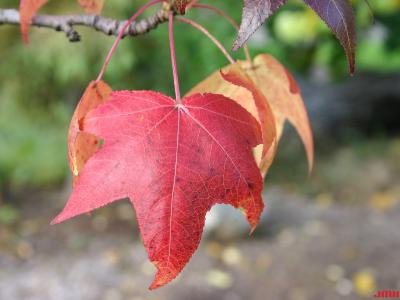 Liquidambar styraciflua ‘Moraine’ (Moraine sweet-gum), leaves, fall color