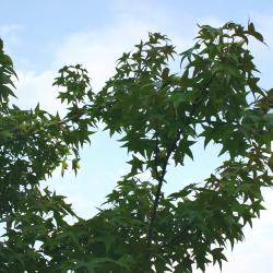 Liquidambar styraciflua (sweet-gum), branches with leaves