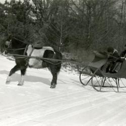 Clarence E. Godshalk's children getting pulled in a sleigh by their pony in the snow