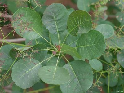Cotinus coggygria ‘Nordine’ (Nordine Eurasian smoke tree), leaves
