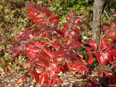 Rhus copallina var. latifolia Engler (shining sumac), fall color, pinnately compound leaves with winged rachises