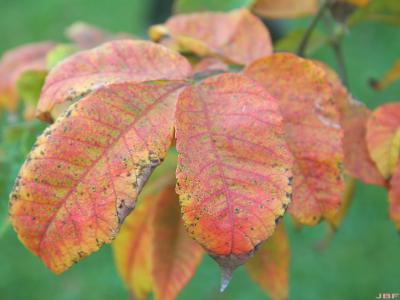 Rhus chinensis Mill. (Chinese sumac), fall color, leaflets