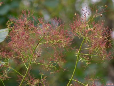 Cotinus coggygria ‘Nordine’ (Nordine Eurasian smoke tree), flowers, inflorescence 

