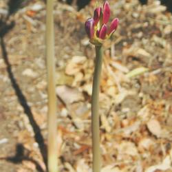 Lycoris squamigera Maxim. (resurrection lily), flower, stalk, buds