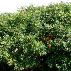 Rhus copallina var. latifolia ‘Morton’ (shining sumac – PRAIRIE FLAME™), hedge of shining sumac