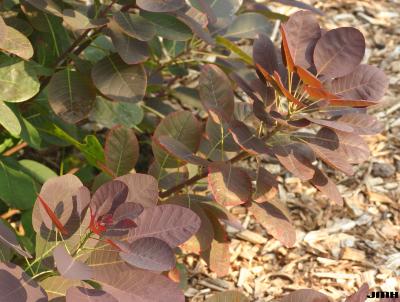 Cotinus coggygria ‘Royal Purple’ (Royal Purple Eurasian smoke tree),  branch, leaves