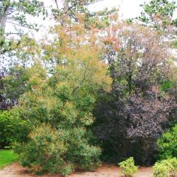 Cotinus coggygria ‘Nordine’ (Nordine Eurasian smoke tree), habit