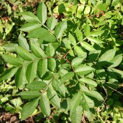 Rhus copallina L. (shining sumac), pinnately compound leaves with winged rachises