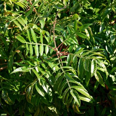 Rhus copallina var. latifolia ‘Morton’ (shining sumac – PRAIRIE FLAME™), pinnately compound leaves  with winged rachises