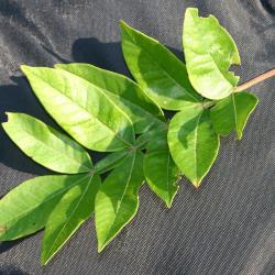 Rhus copallina L. (shining sumac), pinnately compound leaf with winged rachis