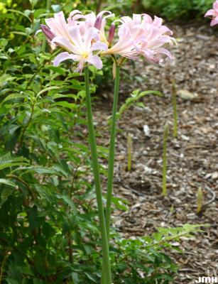 Lycoris squamigera Maxim. (resurrection lily), habit