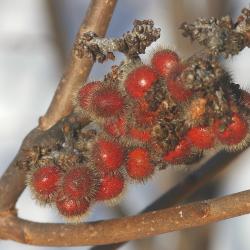 Rhus aromatica Ait. (fragrant sumac), close-up of fruits in winter