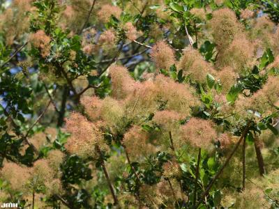 Cotinus coggygria Scop. (Eurasian smoke tree), flowers