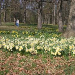 Narcissus (narcissus), masses of two different colors of daffodils in the woods