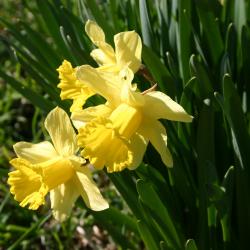 Narcissus (narcissus), daffodils, flowers