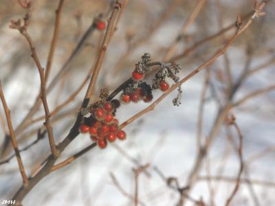 Rhus aromatica Ait. (fragrant sumac),  fruits in winter