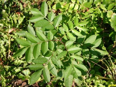 Rhus copallina L. (shining sumac), pinnately compound leaves with winged rachises