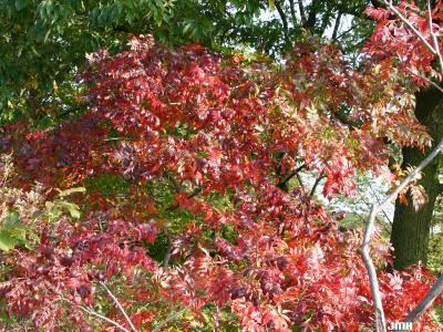 Rhus copallina var. latifolia Engler (shining sumac), fall color