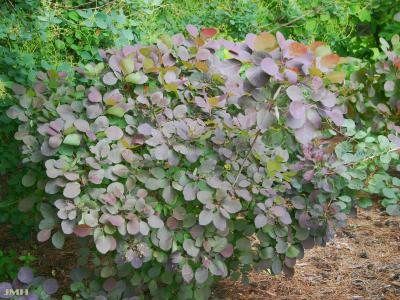 Cotinus coggygria ‘Royal Purple’ (Royal Purple Eurasian smoke tree), leaves, habit