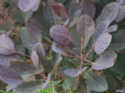 Cotinus coggygria ‘Royal Purple’ (Royal Purple Eurasian smoke tree), leaves