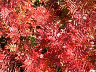 Rhus copallina var. latifolia Engler (shining sumac), fall color, pinnately compound leaves with winged rachises