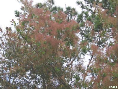 Cotinus coggygria ‘Nordine’ (Nordine Eurasian smoke tree), branch in bloom, flowers
