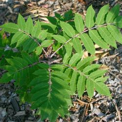 Rhus glabra L. (smooth sumac), pinnately compound leaves