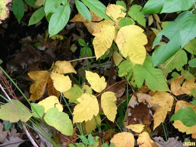 Toxicodendron radicans (poison ivy), leaves
