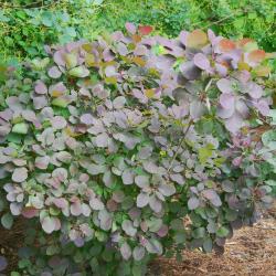 Cotinus coggygria ‘Royal Purple’ (Royal Purple Eurasian smoke tree), leaves, habit