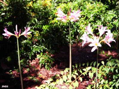 Lycoris squamigera Maxim. (resurrection lily), habit, flowers