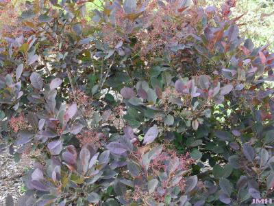 Cotinus coggygria ‘Royal Purple’ (Royal Purple Eurasian smoke tree), branches, leaves