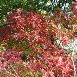 Rhus copallina var. latifolia Engler (shining sumac), fall color