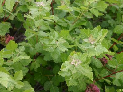 Rhus aromatica Ait. (fragrant sumac), stems, leaves, fruit